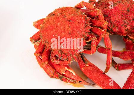 Fresh Galician spider crab isolated on white background, top view. Traditional Spanish seafood delicacy from Galicia, northwest Spain Stock Photo