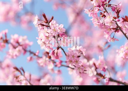 Beautiful pink cherry blossoms blooming on a branch against a clear blue sky, vibrant spring flowers representing rebirth and the Hanami season in Jap Stock Photo