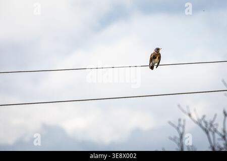 Small songbird perched on a power line under a pale cloudy sky creating generous negative space and a calm spring mood ideal for backgrounds nature Stock Photo