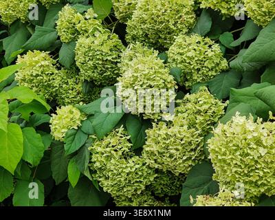 Light green hydrangea flowers. Plant is ideal for hedges and creation of dried flowers. Close-up Stock Photo
