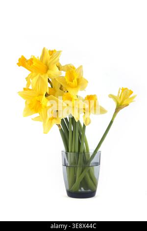 Yellow daffodils flowers in vase isolated on white background. Bouquet of blooming spring flowers. Stock Photo