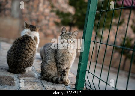 A curious cat sits beside a green fence, looking intently at the camera. Other cats are seen in the background, creating a serene outdoor scene. Stock Photo