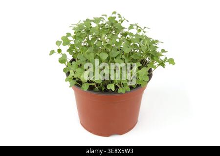Brussels sprout seedlings in pot isolated on white background. Growing small young vegetable seedlings. Stock Photo