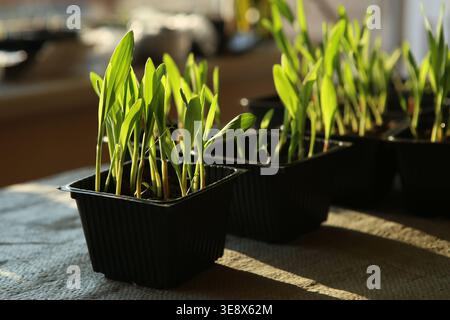 Young green sweet corn sprouts in containers.  Corn plants growing in indoor seed planting container. Stock Photo