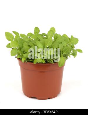 Young aster flower seedlings in pots isolated on white background. Flower aster sprouts growing indoor in spring. Stock Photo