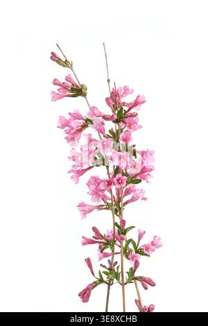 Weigela branches isolated on white background. Blooming flowers of weigela florida shrub in spring. Stock Photo
