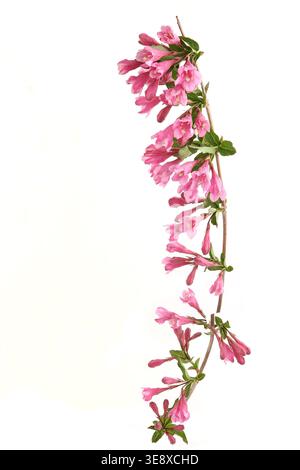 Weigela branches isolated on white background. Blooming flowers of weigela florida shrub in spring. Stock Photo