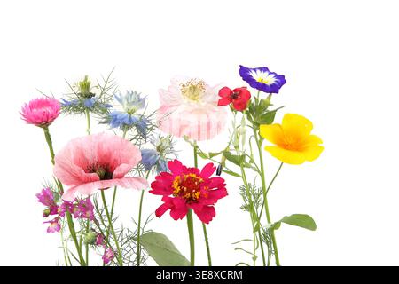 Flowering garden flowers isolated on white background. Studio shot of colorful different flowers. Stock Photo