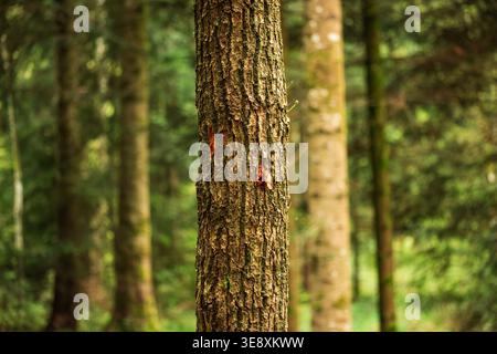 Close up of a textured pine tree trunk in a dense forest with a soft bokeh background showing green foliage and vertical lines Stock Photo
