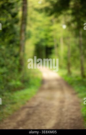 Blurry abstract forest path background with lush spring foliage and soft natural light in a green woodland setting Stock Photo