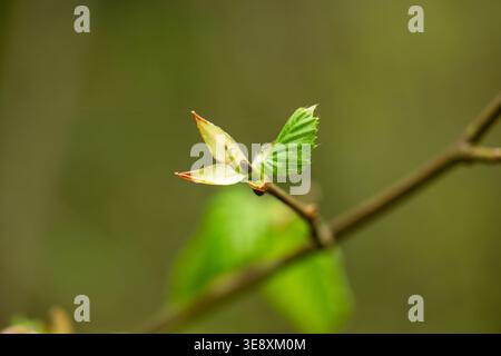 A detailed macro view of a fresh budding beech tree leaf beginning to unfurl from its bud on a twig against a blurred woodland background in spring Stock Photo
