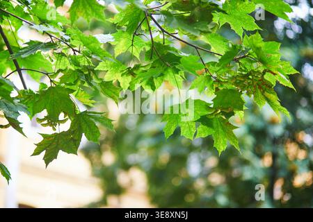Fresh green maple leaves and winged seeds on thin branches in warm natural light with soft bokeh background, captured outdoors in a park or garden. Stock Photo