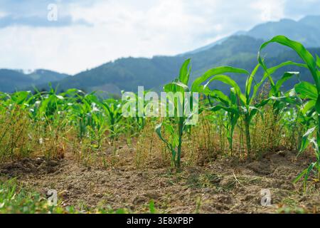 Young corn Zea mays plants growing in agricultural field, green leaves in soil, rural farming, mountain landscape background, crop cultivation concept Stock Photo