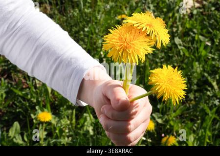 Child's hand holding a dandelion flower on a background of green grass Stock Photo