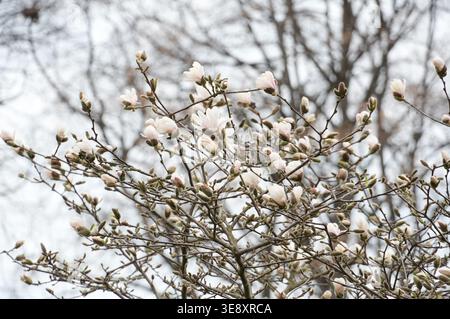 White magnolia flowers on the branches of a tree in spring. Stock Photo