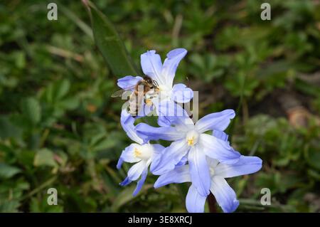 Bee on blue snowdrop flower (Scilla luciliae) Stock Photo