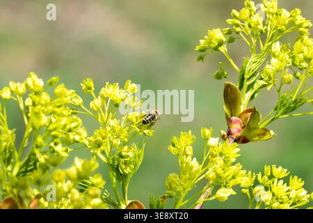 Detail of yellow flowers of Acer platanoides tree with honey bee in Spring Stock Photo