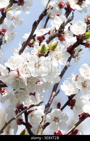 Detail of white flowers of Prunus armeniaca apricot tree in Spring Stock Photo