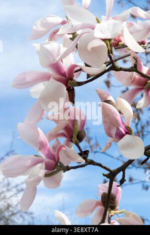 Detail of pink and white flowers of Magnolia sprengeri 'Koln' tree Stock Photo