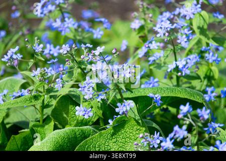 Detail of blue flowers of Brunnera macrophylla perennial plant in Spring Stock Photo