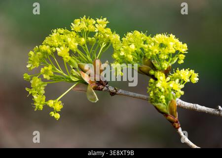 Detail of yellow flowers of Painted Maple Acer pictum tree in Spring Stock Photo