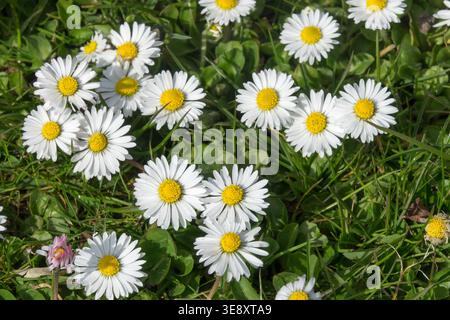 Detail of white flowers of Bellis perennis perennial plant in a green meadow Stock Photo