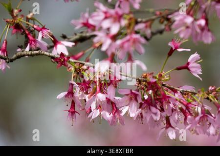 Detail of pink flowers of Prunus 'Okame' tree in Spring Stock Photo