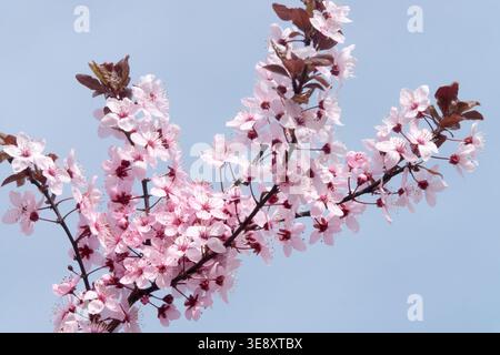 Prunus cerasifera Nigra blossoms Stock Photo