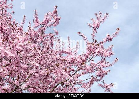 Prunus cerasifera Nigra blossoms on branches Stock Photo