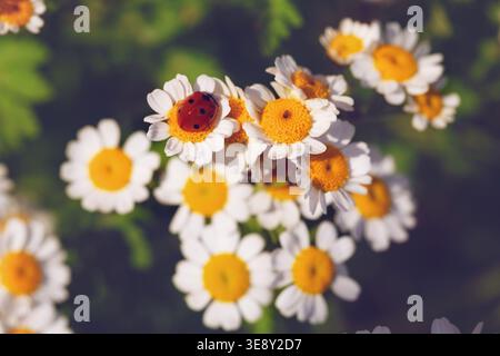 Close-up view of white daisies with yellow centers, a ladybug perched on a flower, surrounded by green leaves, highlighting the intricate details of n Stock Photo
