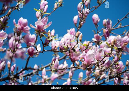 Close-up of Magnolia soulangeana flowers. Spring nature awakening concept. Blooming pink magnolia tree branches against a clear blue sky. Stock Photo
