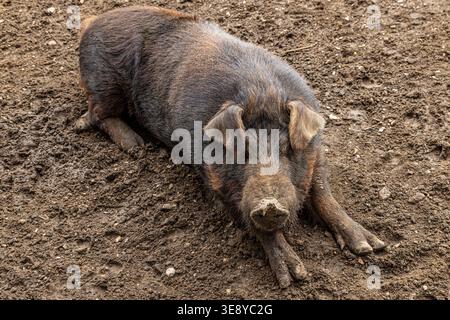 A pig laying in a muddy field on the Isle of Wight Stock Photo