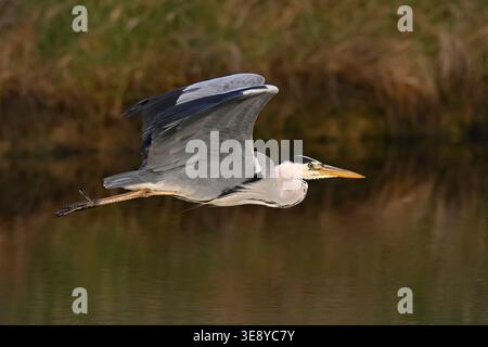 Adult Grey Heron in flight Stock Photo