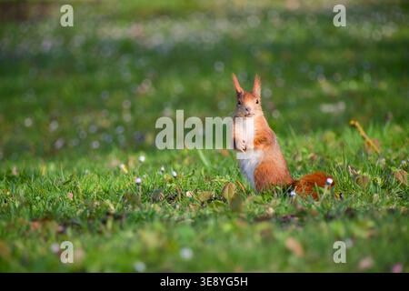 Red squirrel standing on hind legs in green grass dotted with small flowers, holding its front paws close to chest and looking attentive in a bright s Stock Photo