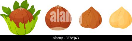 Hazelnuts set. Nut in green shell, whole in brown skin, and peeled kernels. Hand drawn flat style isolated on transparent. For stickers, food packaging, confectionery branding, healthy snack icons Stock Vector