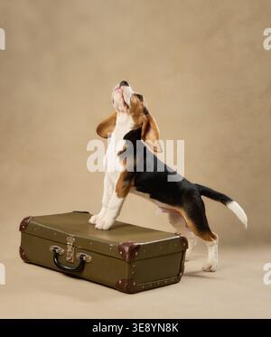 The puppy balances on a vintage suitcase and raises its nose, sniffing the air. Stock Photo