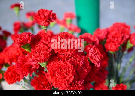 Beautiful bouquet of vibrant red carnations blooming in the bright morning sunlight outdoors Stock Photo