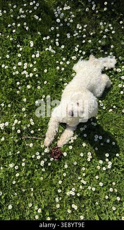 White fluffy dog lying on grass surrounded by blooming daisies. The dog displays a calm and content expression as it enjoys the sunny day and natural Stock Photo