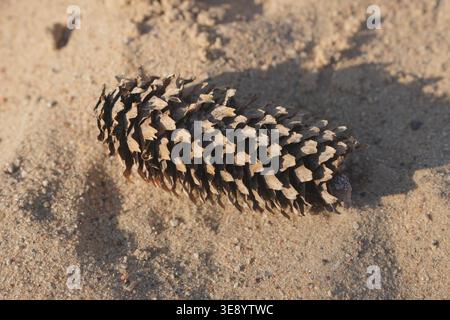 Close up of a single dry pine cone resting on textured sand with a prominent shadow suggesting autumn or winter seasonality nature detail organic elem Stock Photo