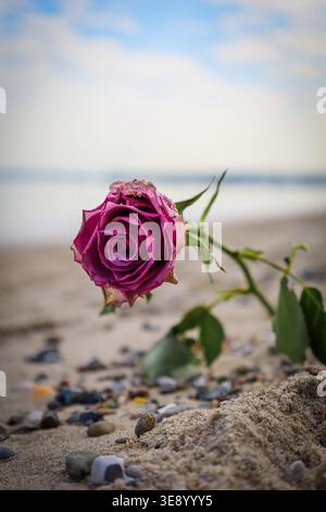 Rose at the beach with sea shells and blurred background Stock Photo