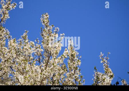 Blossoming white flowers on tree branches against a clear blue sky Stock Photo