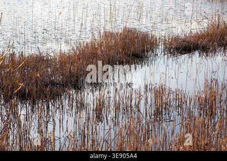 Abstract pattern of dry reeds emerging from still water creating natural textures and repetition Stock Photo