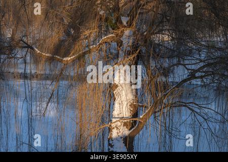Old willow tree (Salix alba) with snow cap by the pond in winter at sunset. Stock Photo