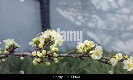 White cherry blossoms on a branch in spring with blurred background and blue sky Stock Photo