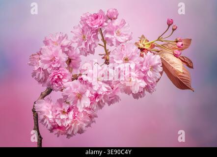 A mass of beautiful pink Cherry Tree blossom photographed against a mottled pink and pale blue background Stock Photo