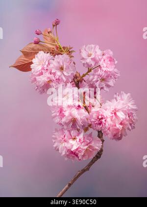 A mass of beautiful pink Cherry Tree blossom photographed against a mottled pink and pale blue background Stock Photo