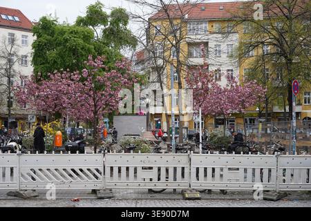 Berlin, Germany - April 16, 2026: People relaxing under blooming cherry trees behind a construction barrier at Böhmischer Platz, Rixdorf. Stock Photo