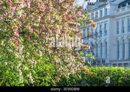 Crab apple tree, bursting with masses of flowers, Regent'sPark, springtime, London Stock Photo