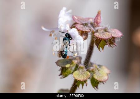 Ceratina (Pithitis) sp. small carpenter bee foraging on hoary basil (Ocimum americanum), Cairo, Egypt Stock Photo