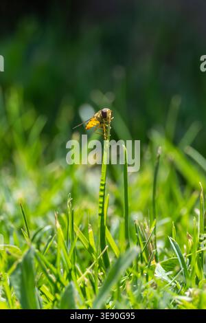 Hoverfly (Syrphidae) perched on grass blade tip, Zafarana, Red Sea, Egypt Stock Photo